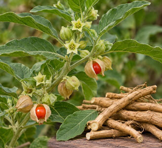 A blooming Ashwagandha plant with green leaves and red fruit in their husks are leaning over a table of cut roots.